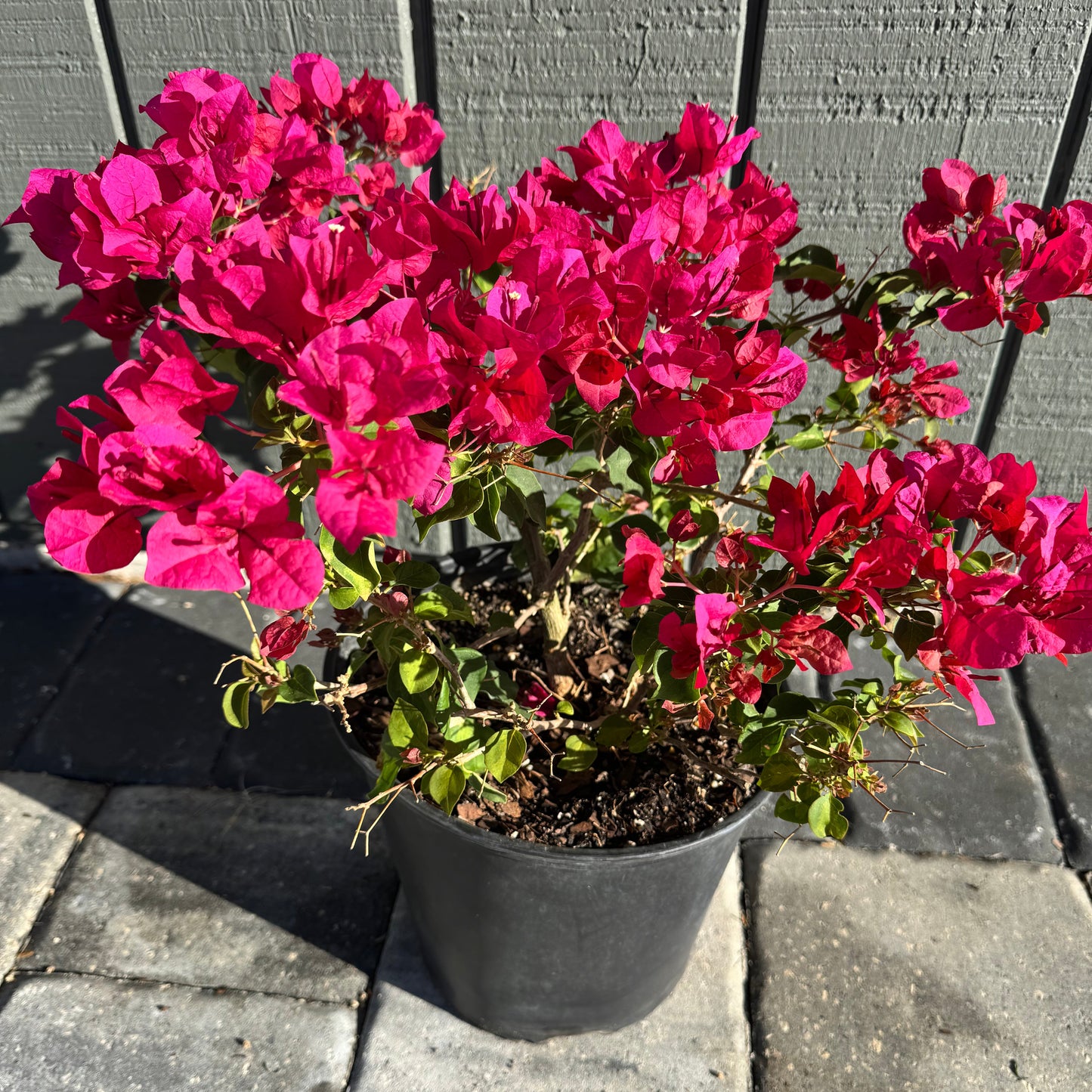 Bougainvillea