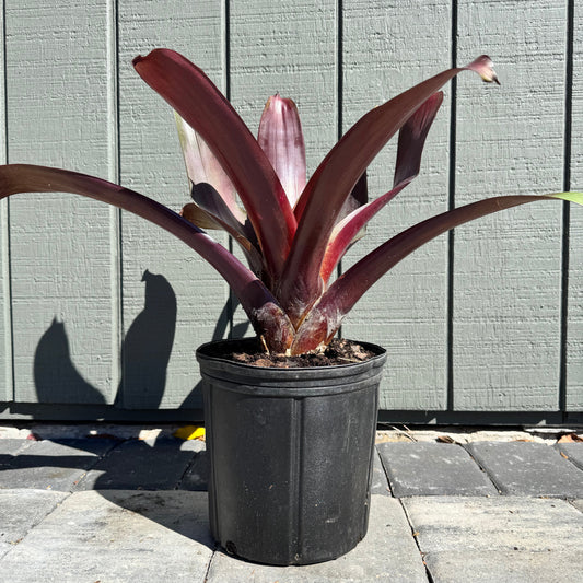 Bromeliad Imperialis