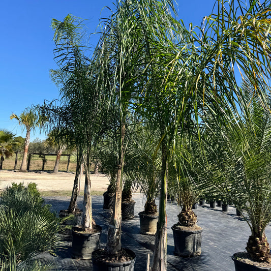Queen Palm