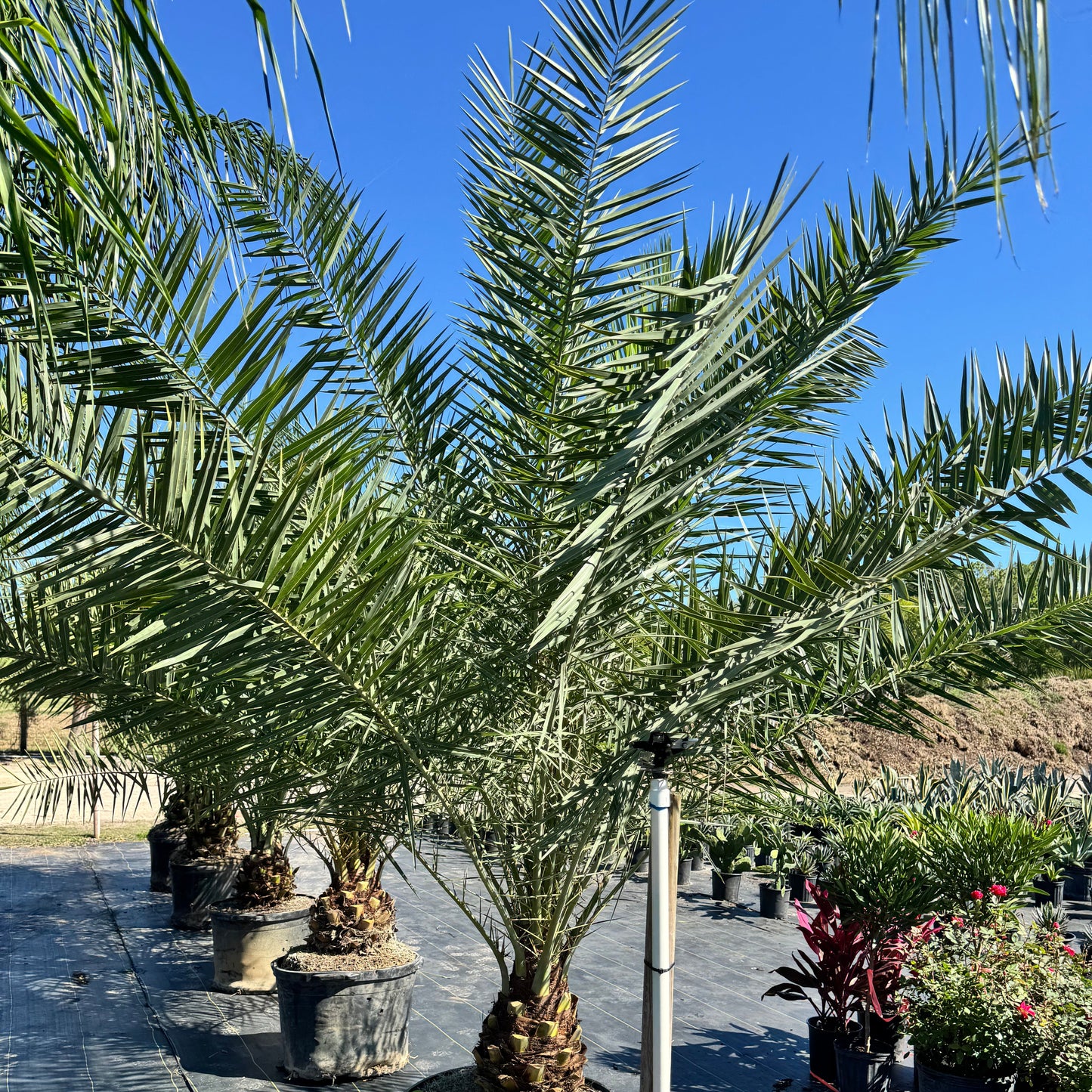 Sylvester Date Palm