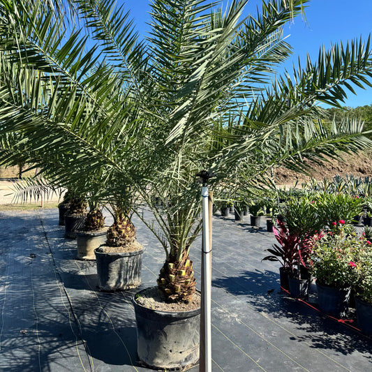 Sylvester Date Palm