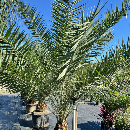 Sylvester Date Palm