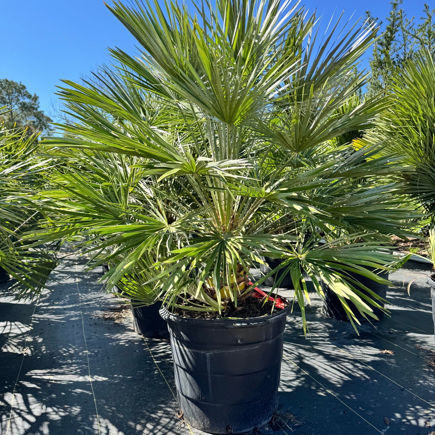 European Fan Palm