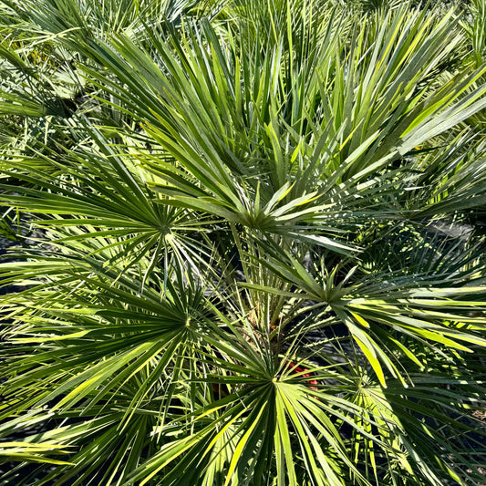 European Fan Palm