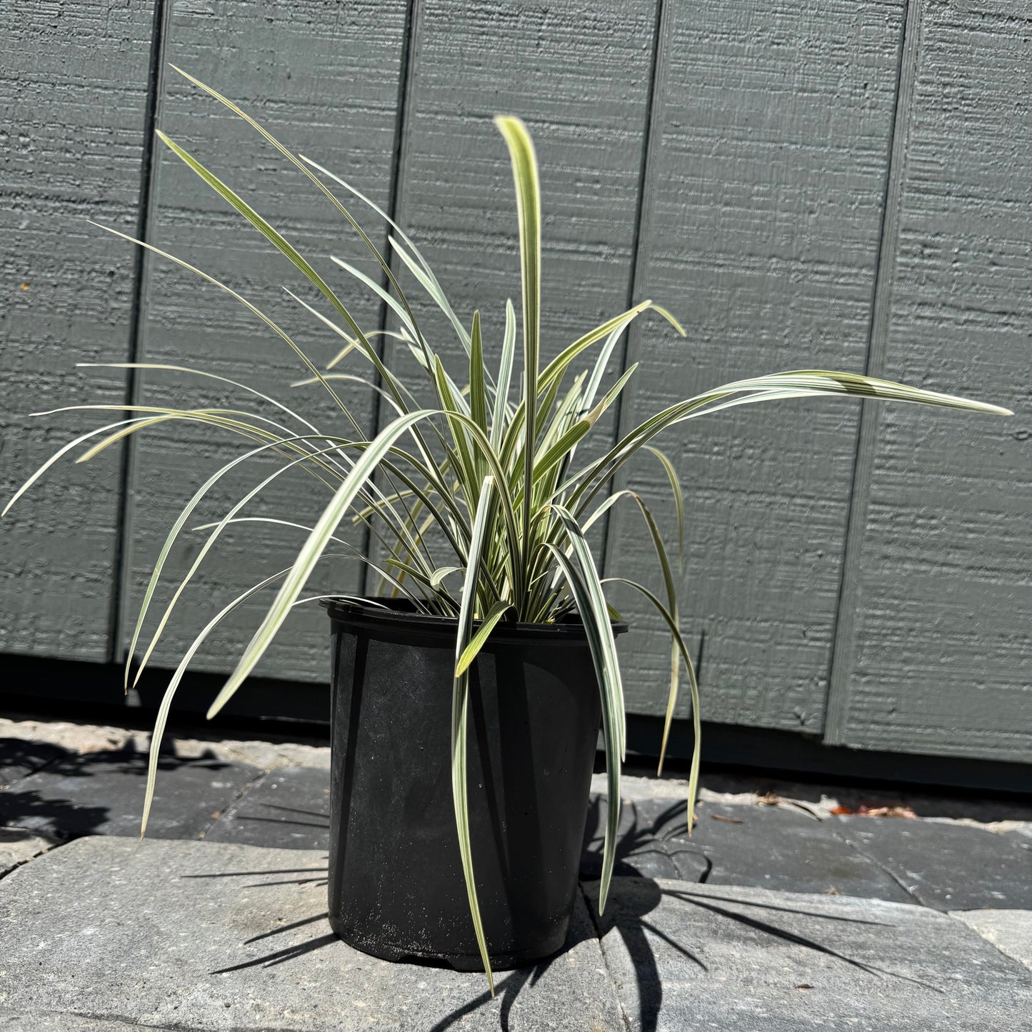Liriope Variegated