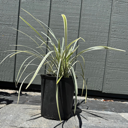 Liriope Variegated