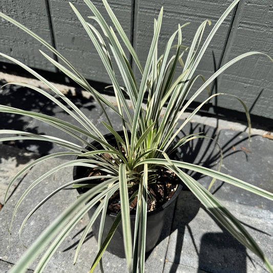 Liriope Variegated
