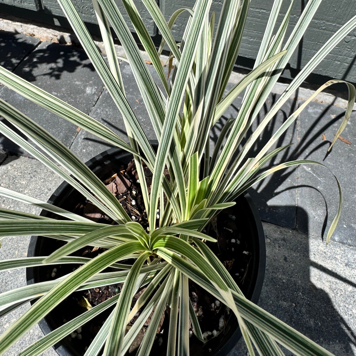 Liriope Variegated