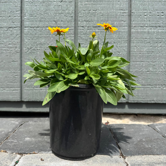 Coreopsis Tickseed