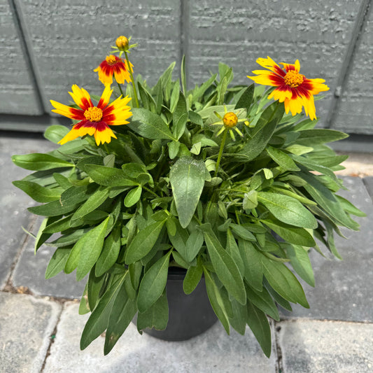 Coreopsis Tickseed