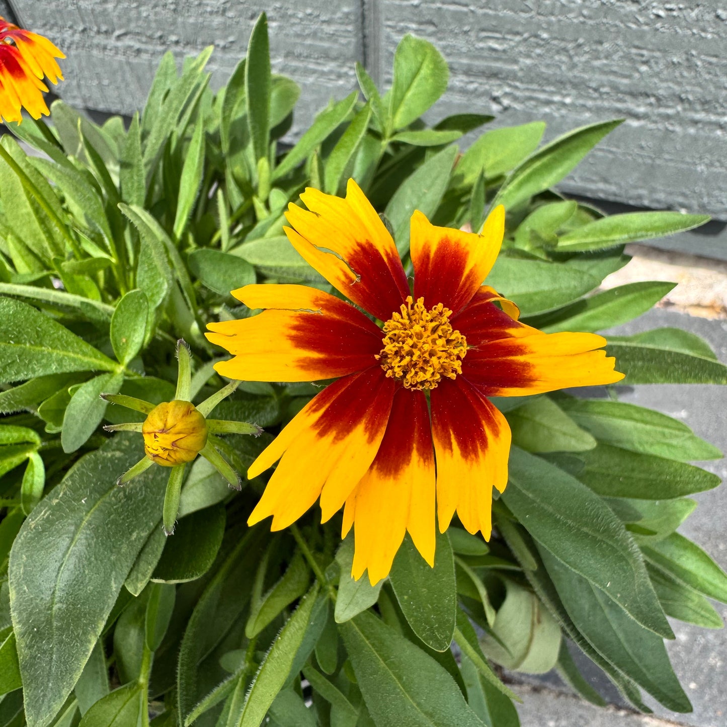 Coreopsis Tickseed