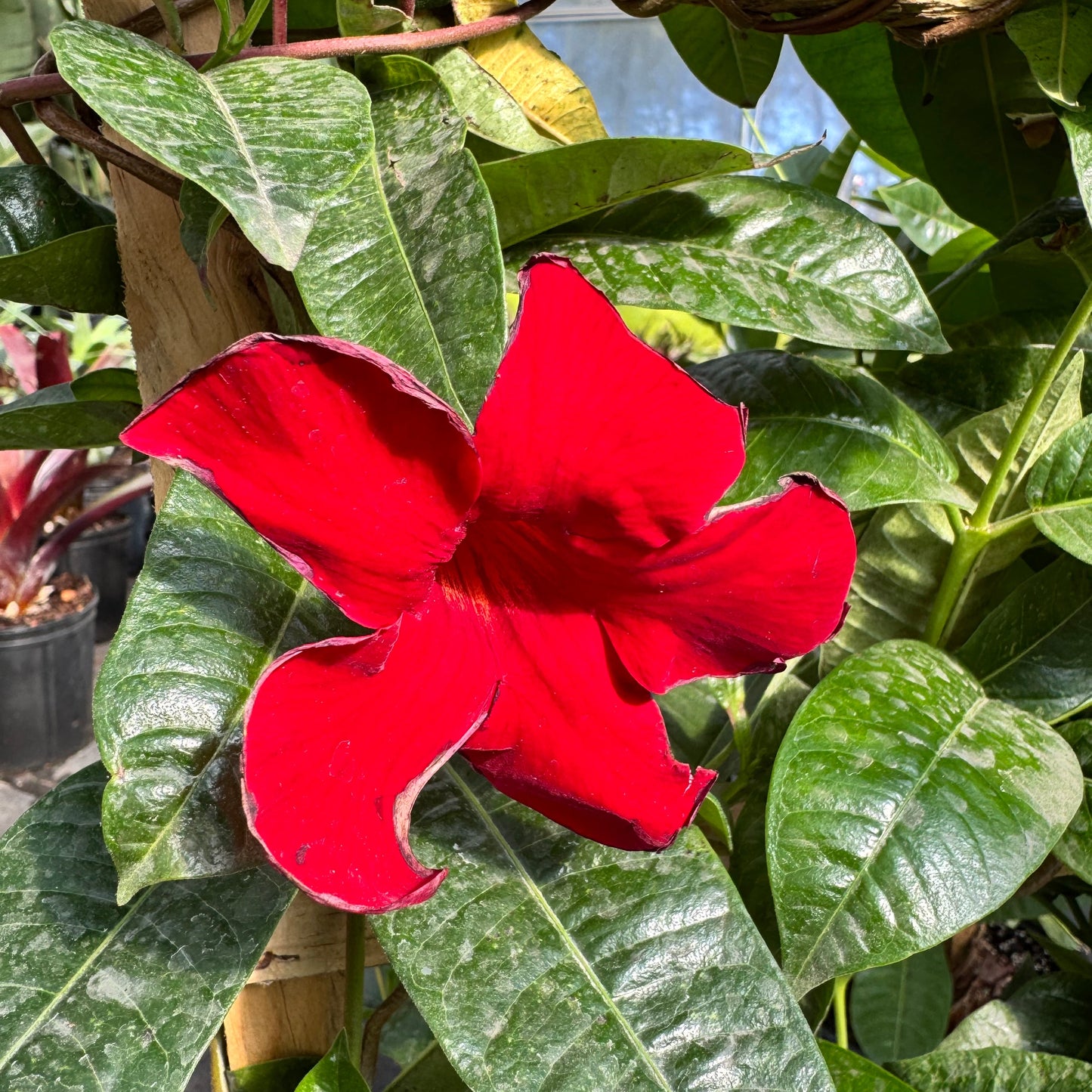 Mandevilla