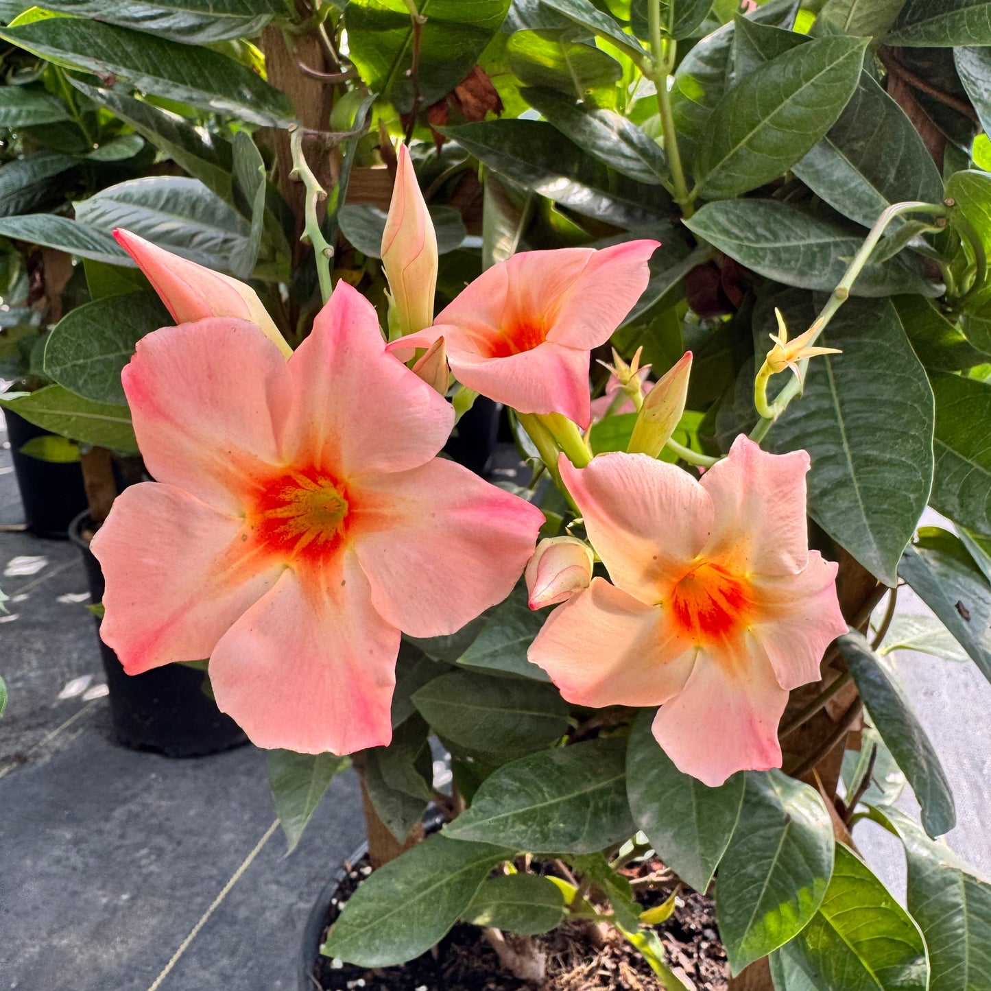 Mandevilla