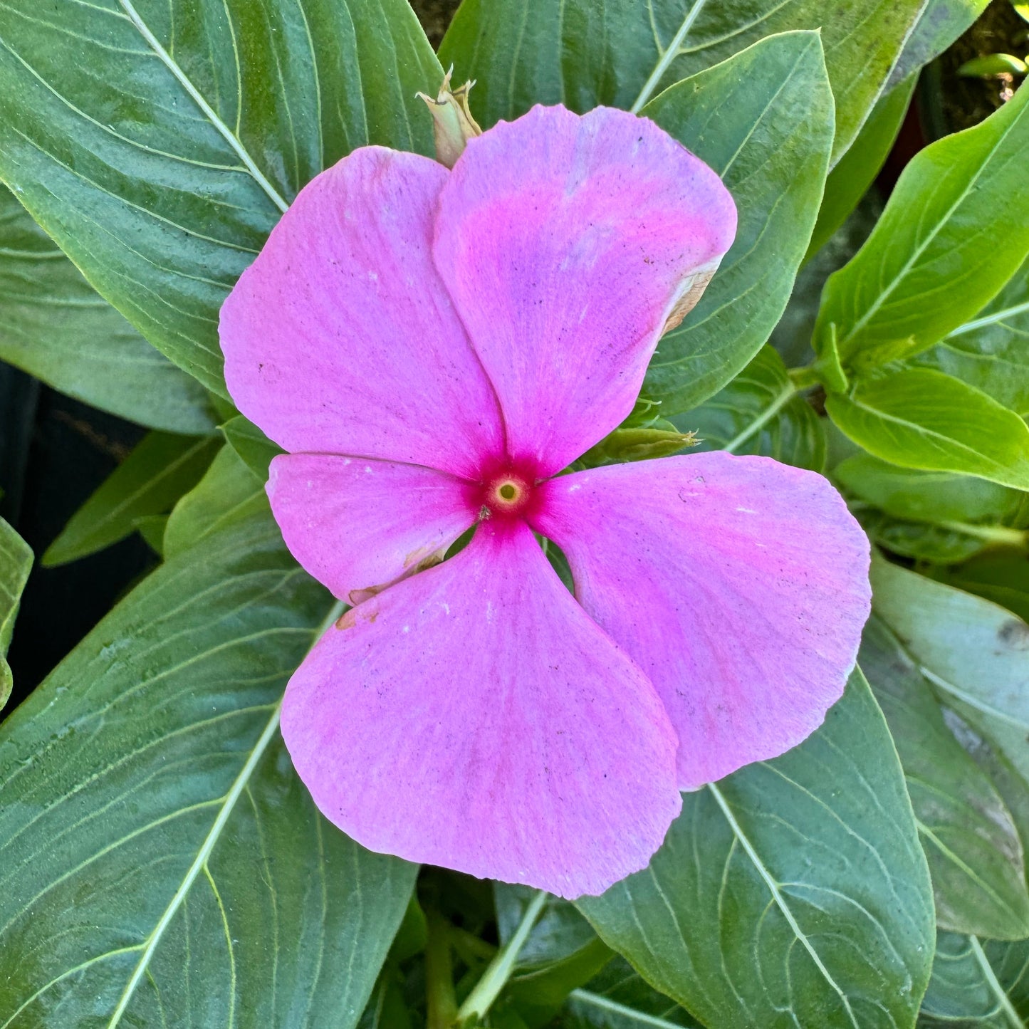 Vinca Cora