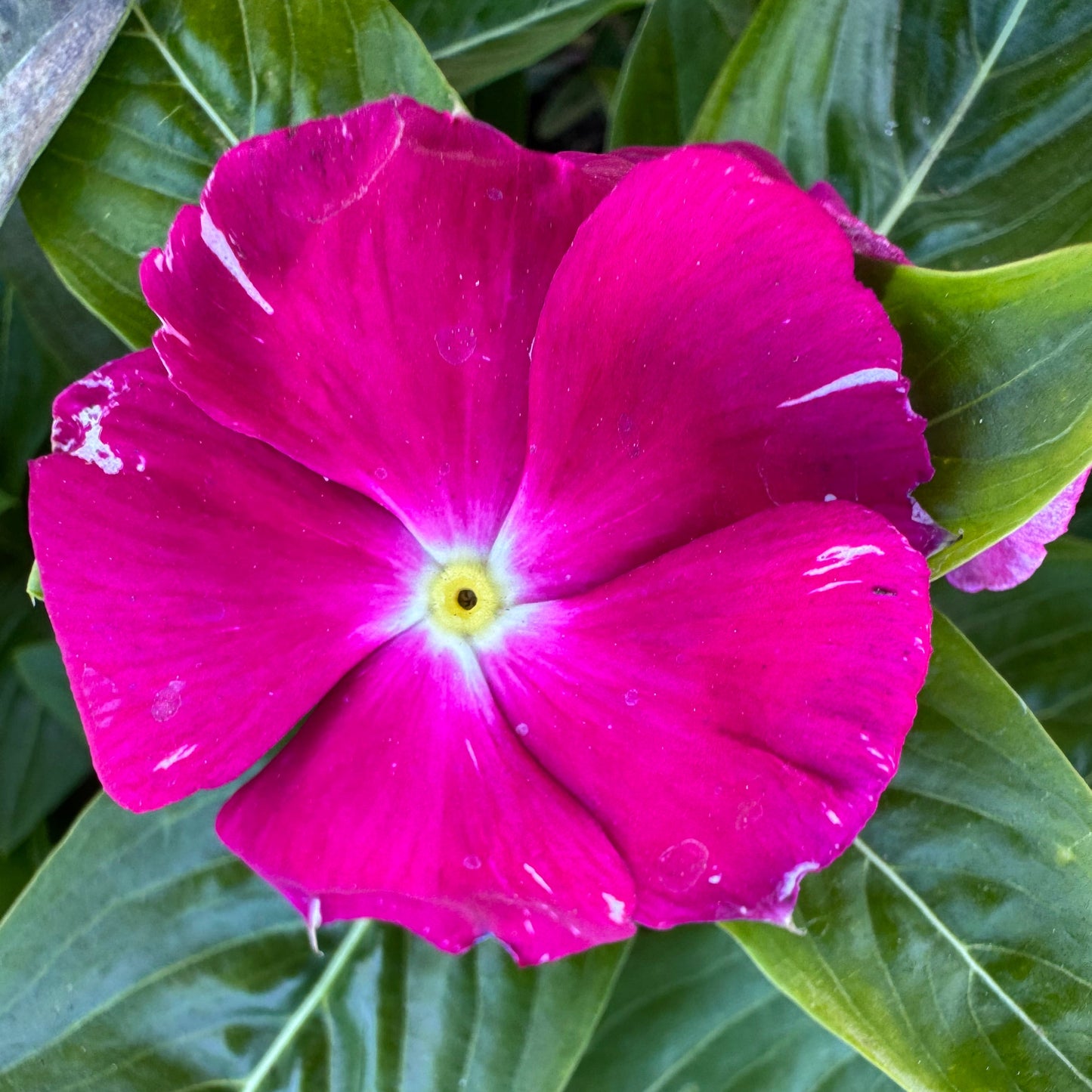 Vinca Cora