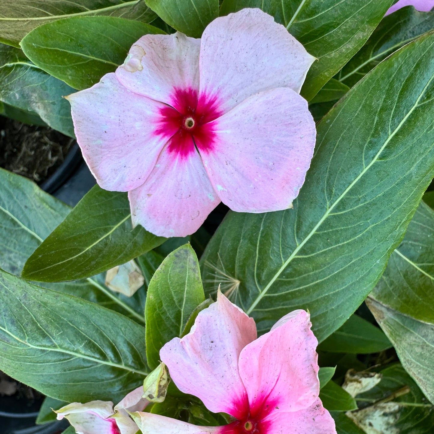 Vinca Cora