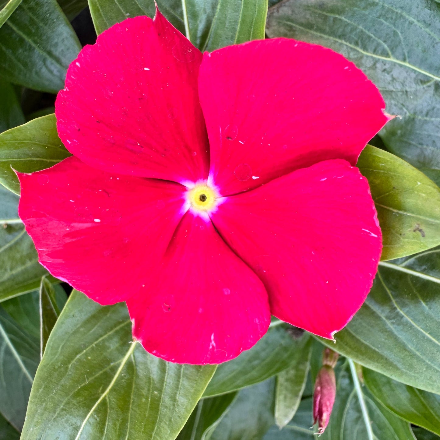 Vinca Cora