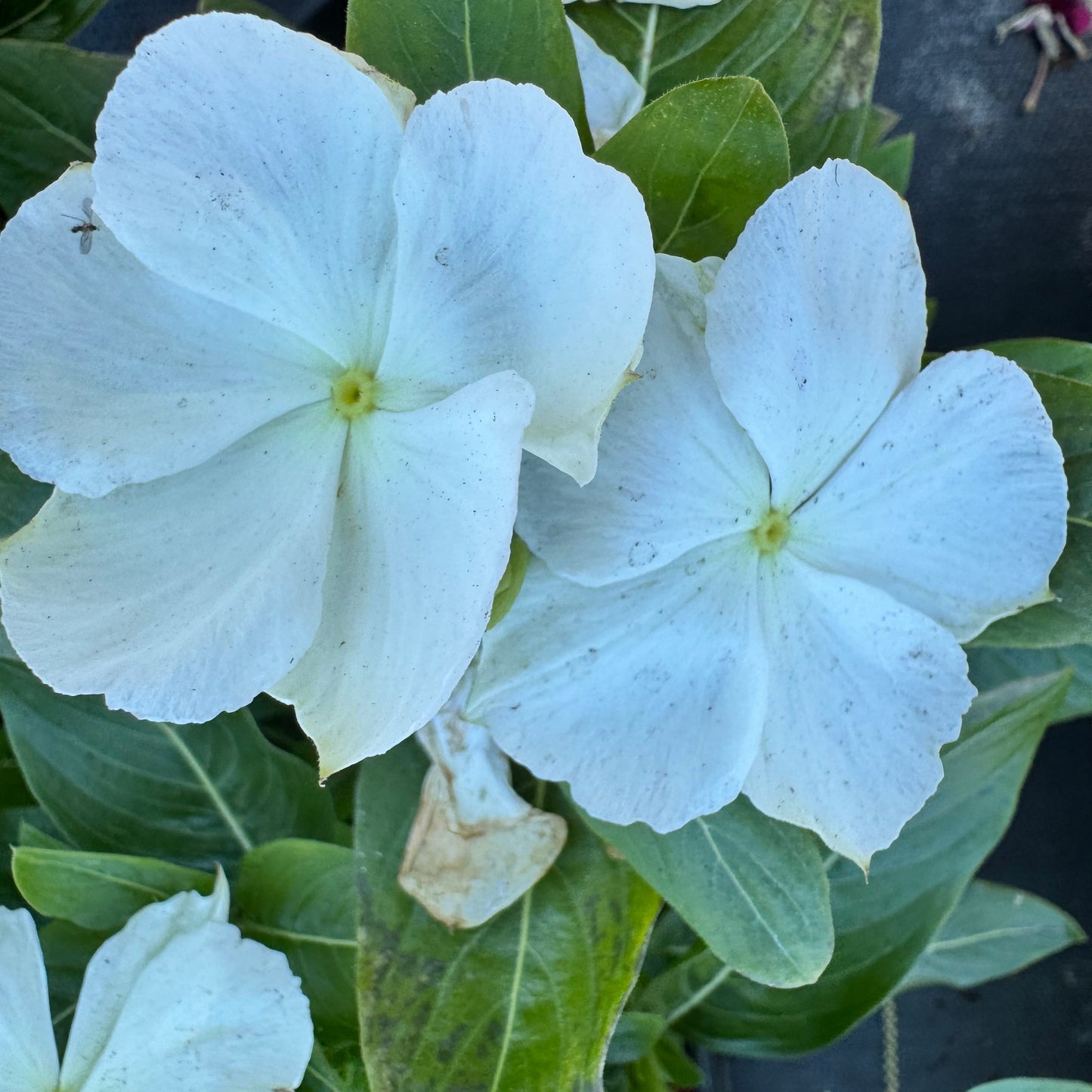 Vinca Cora