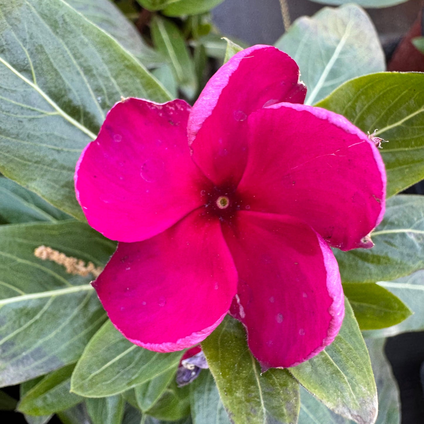 Vinca Cora