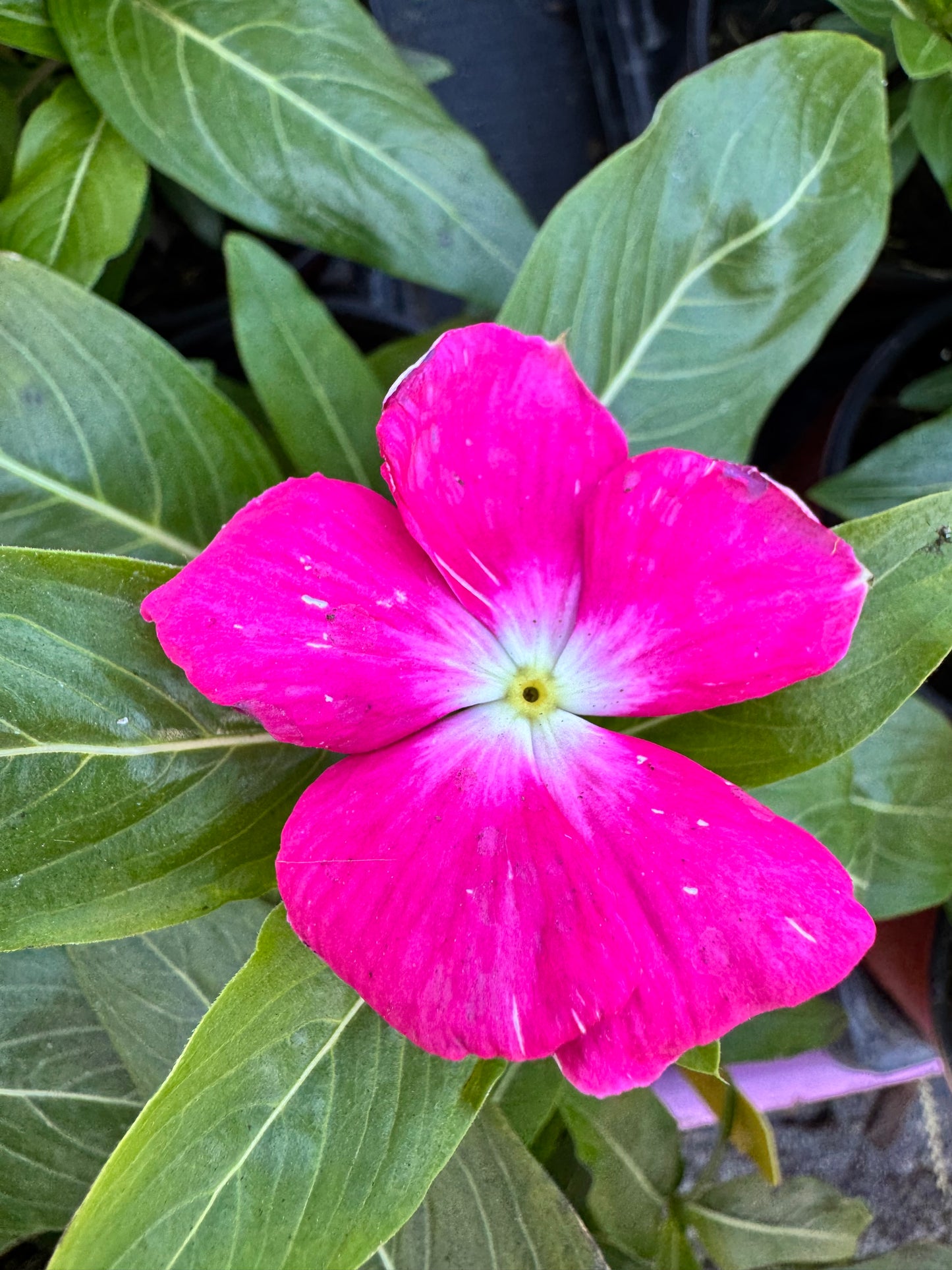 Vinca Cora