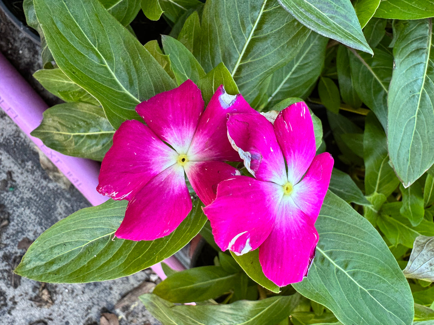 Vinca Cora