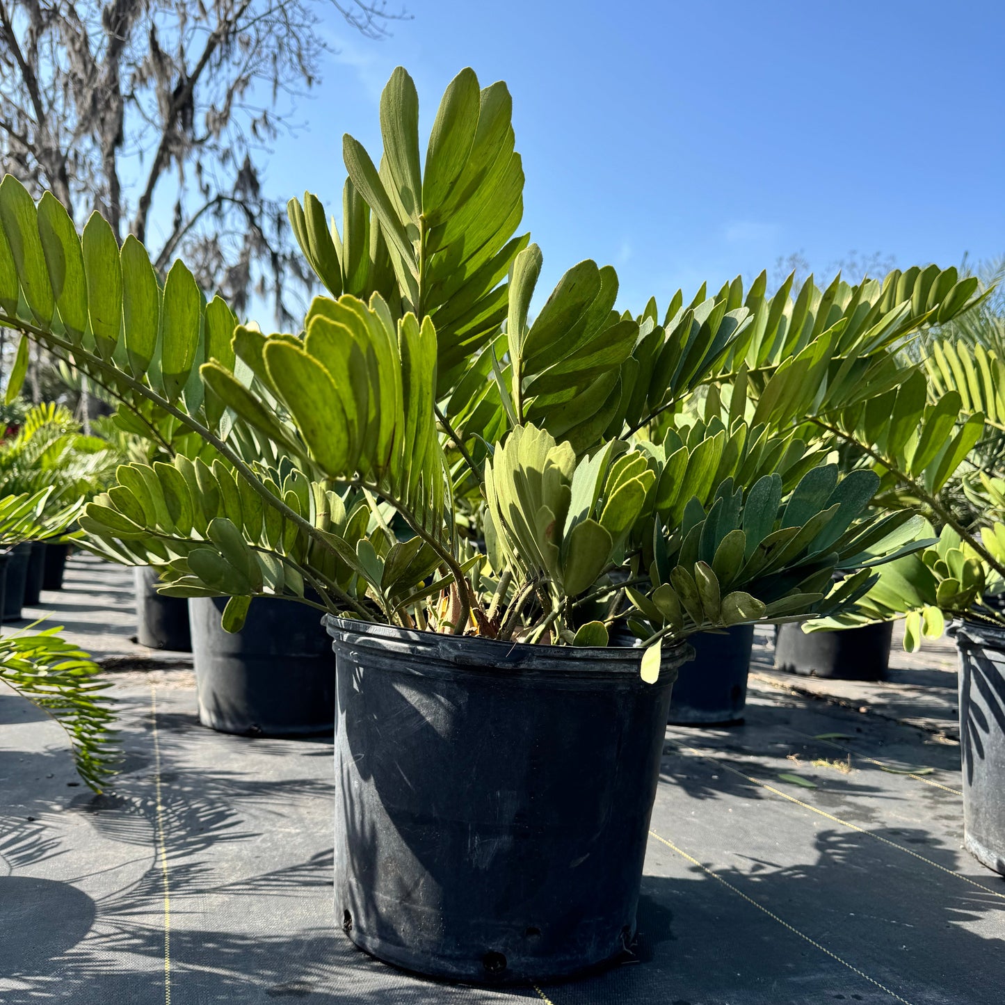 Zamia Cardboard Palm