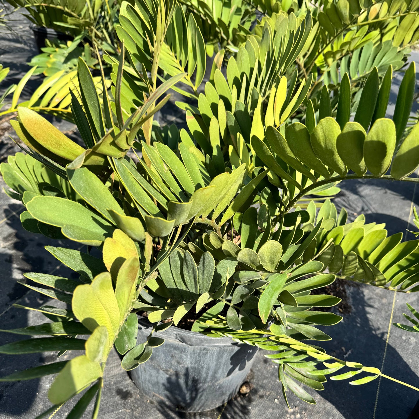 Zamia Cardboard Palm