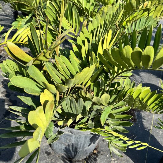Zamia Cardboard Palm