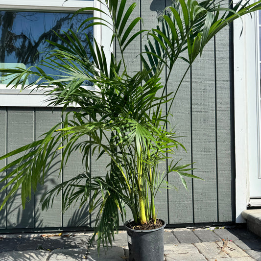 Cataractarum Palm