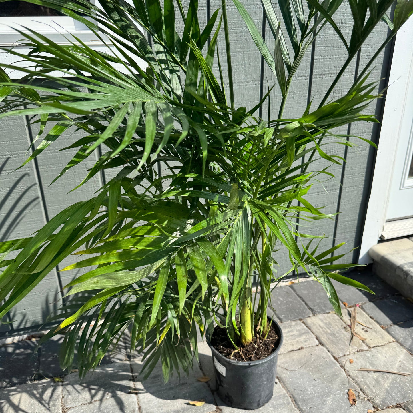 Cataractarum Palm