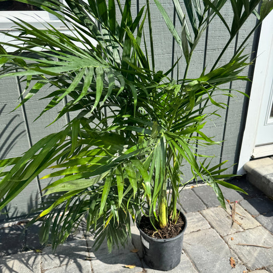 Cataractarum Palm