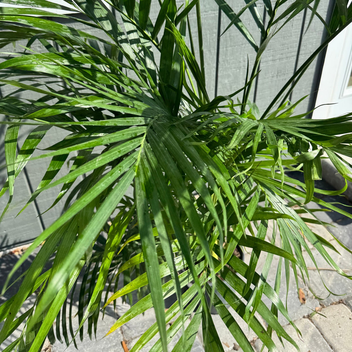 Cataractarum Palm