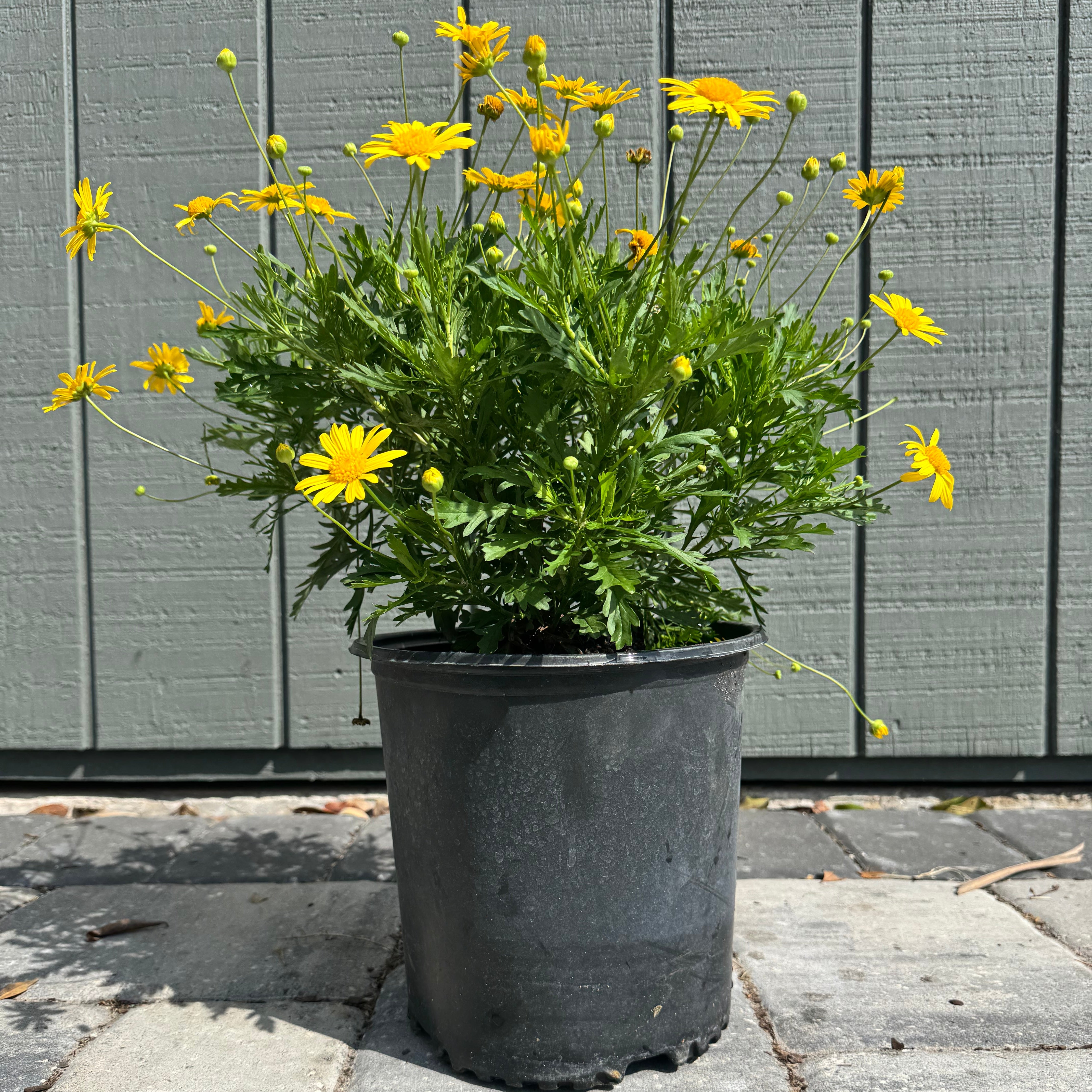 Bush Daisy – The Ranch | Wholesale Plants & Nursery