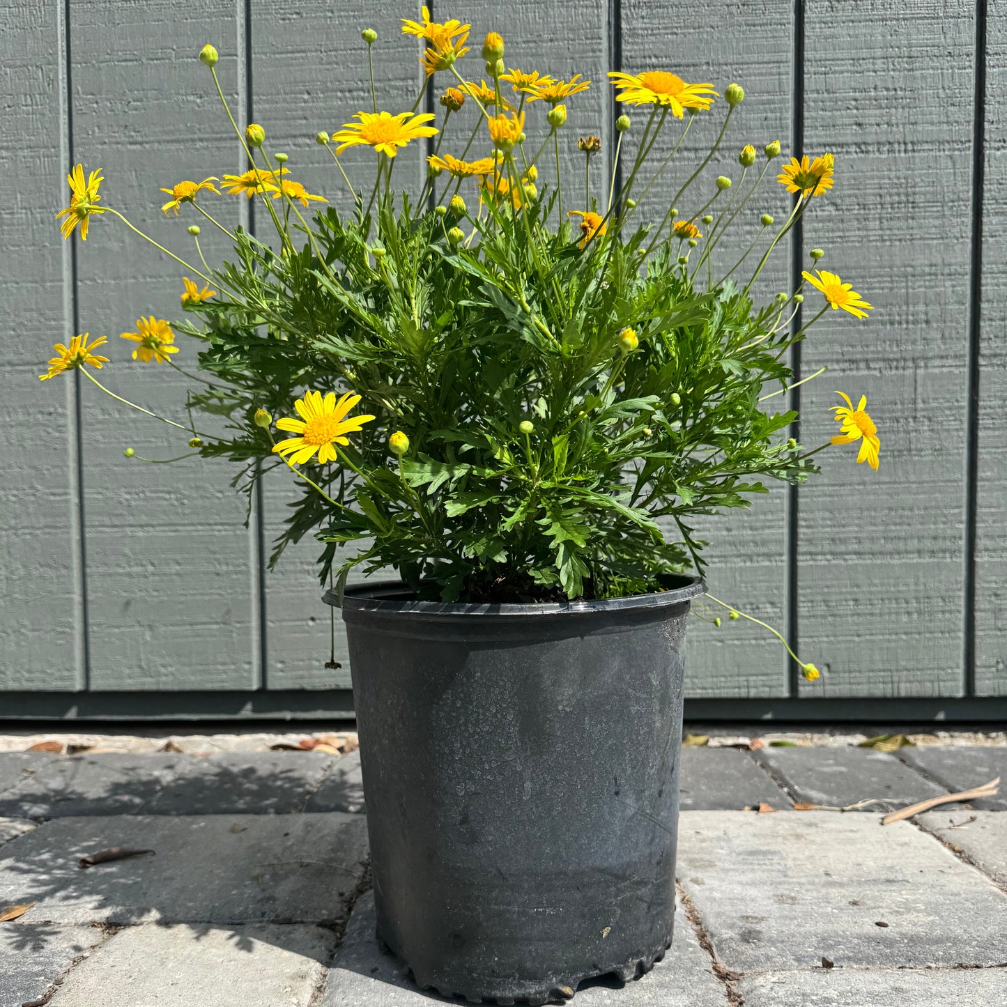 Bush Daisy