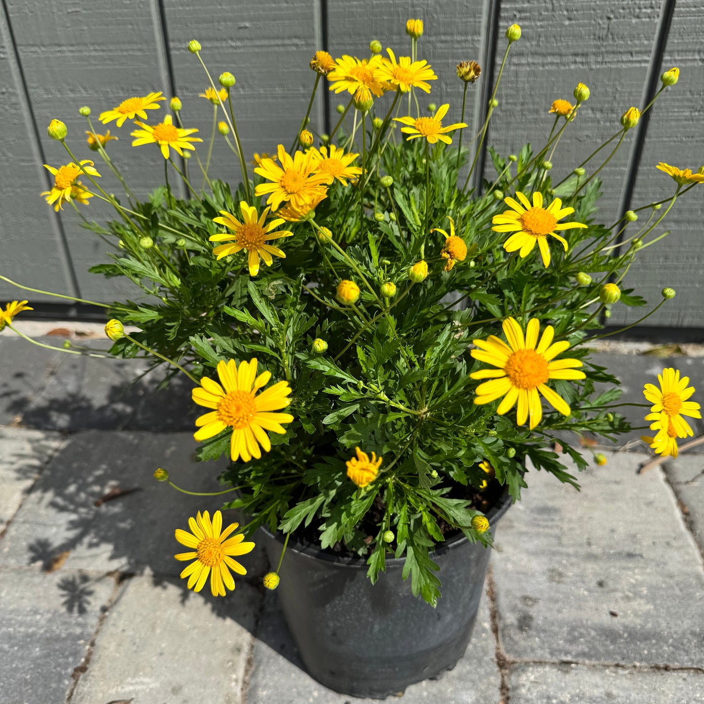 Bush Daisy
