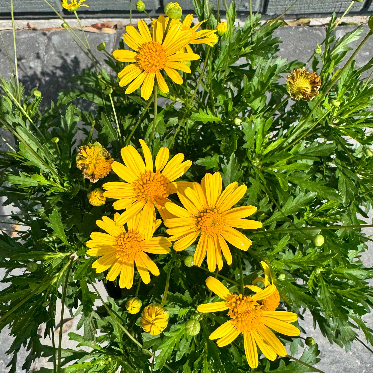 Bush Daisy