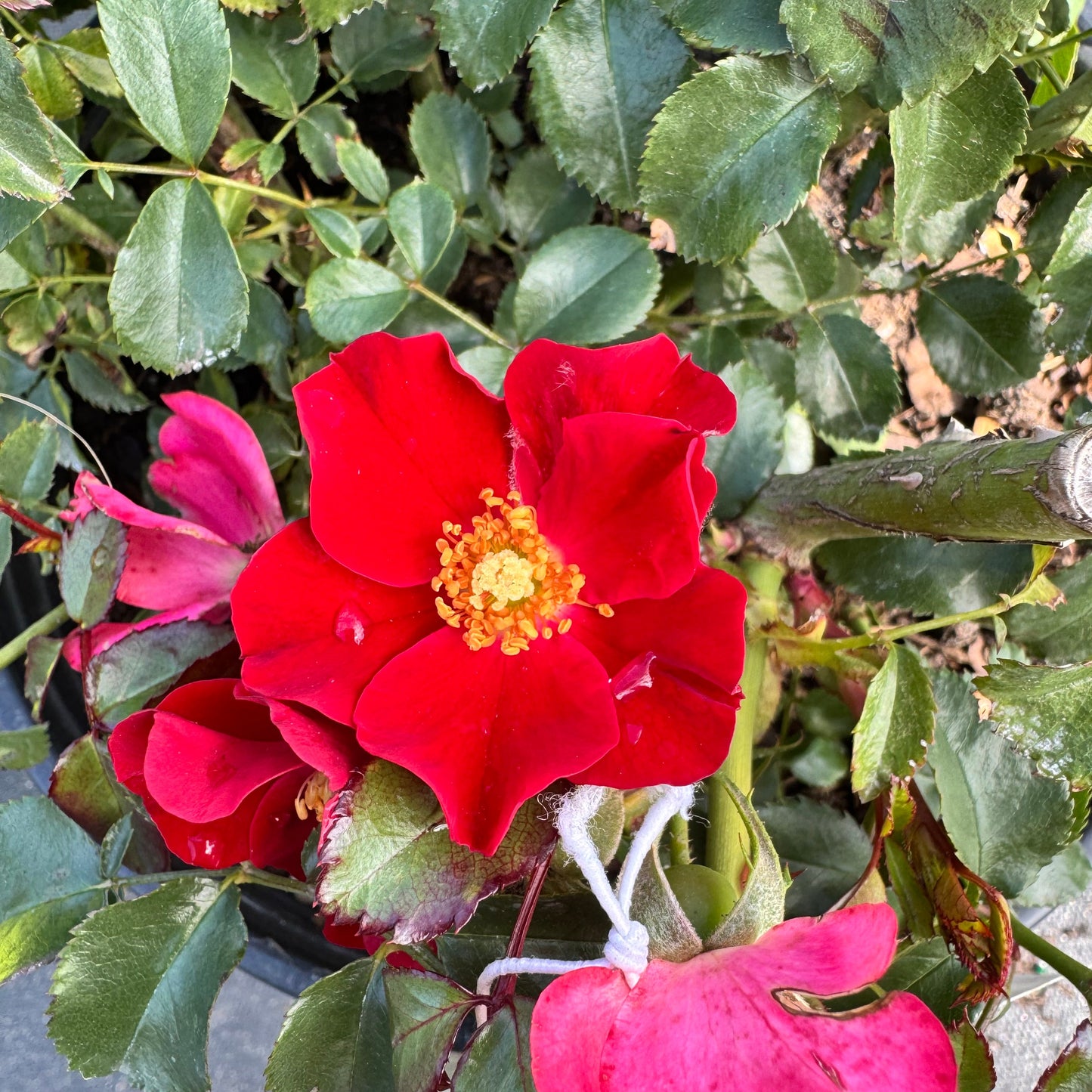 Rose Drift Assorted