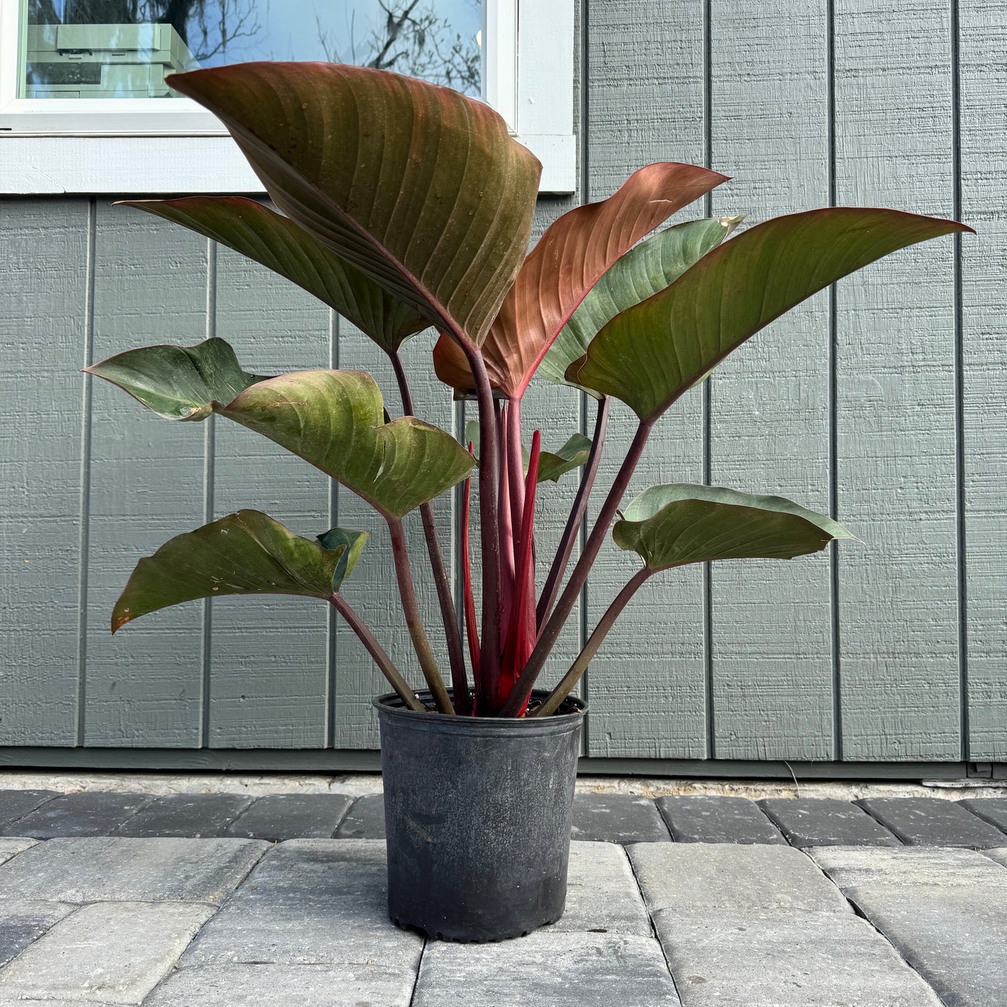 Philodendron Congo Rojo