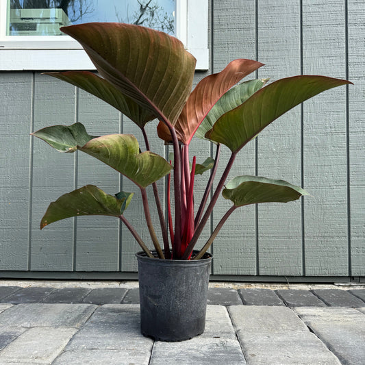 Philodendron Congo Rojo