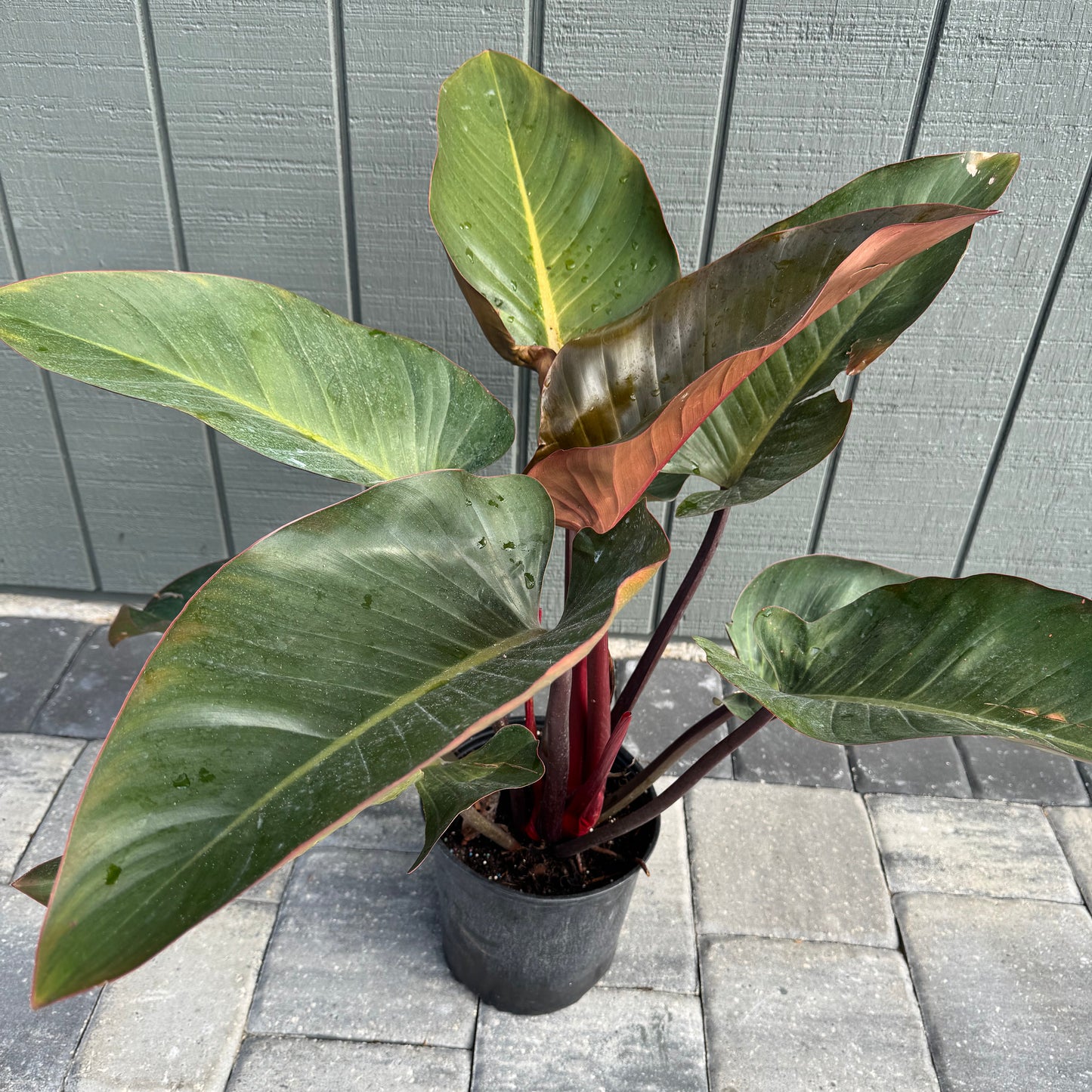 Philodendron Congo Rojo