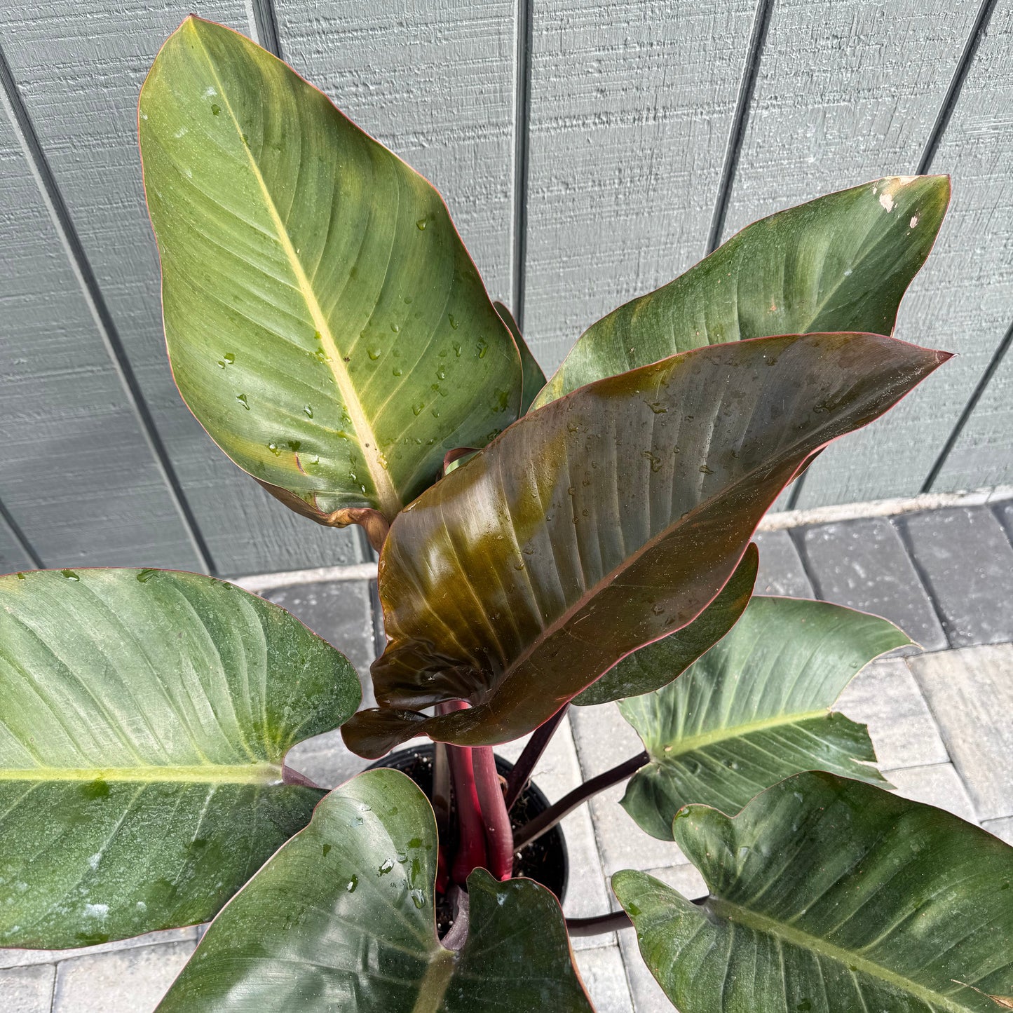 Philodendron Congo Rojo