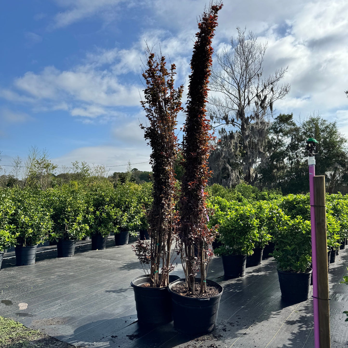 Crape Myrtle Lavender Skies