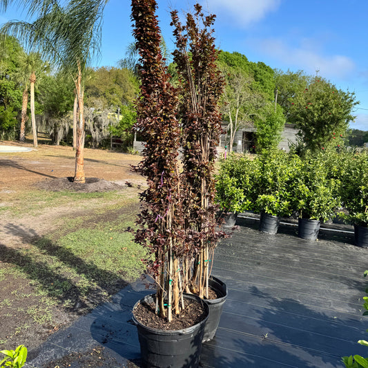 Crape Myrtle Lavender Skies