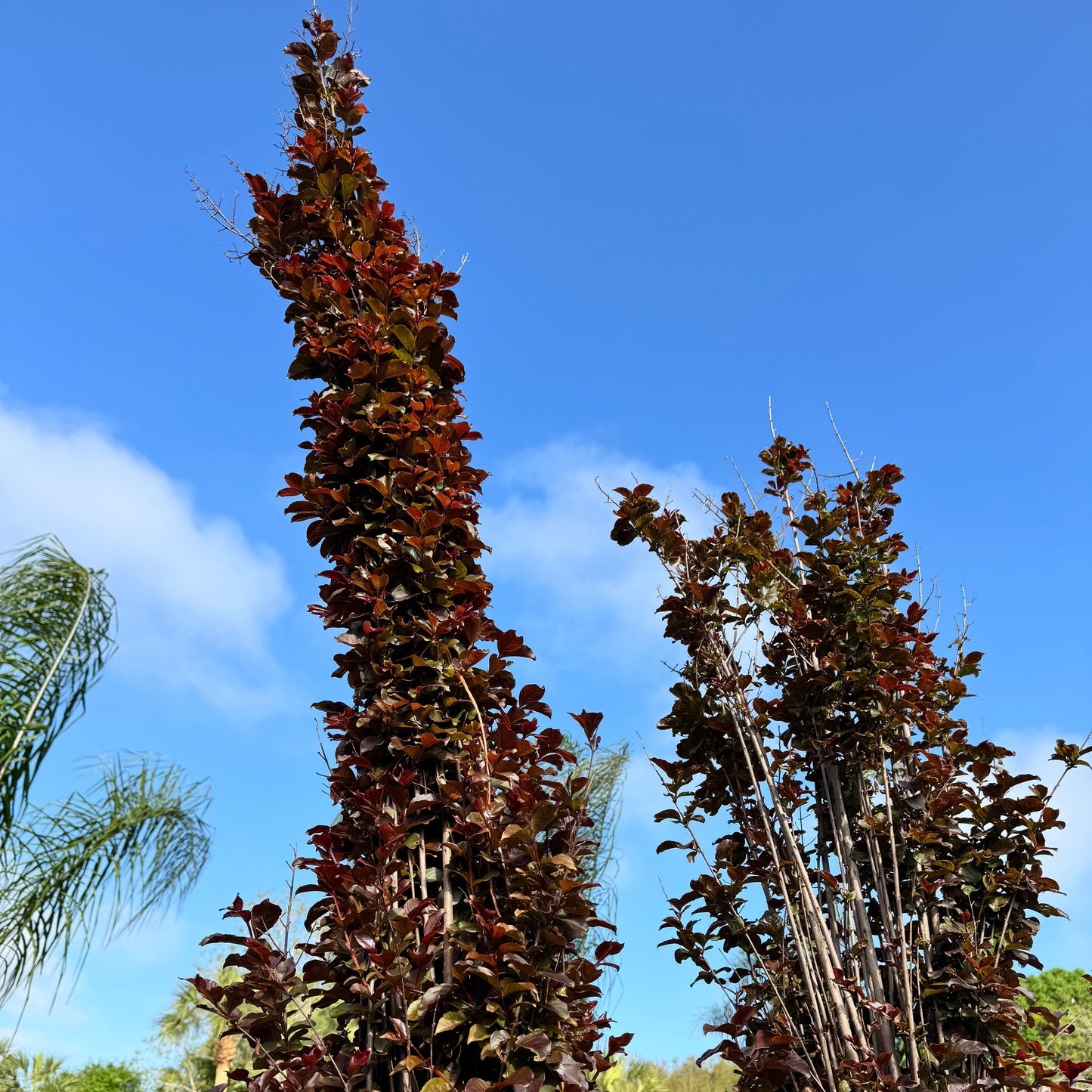 Crape Myrtle Lavender Skies
