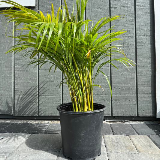 Areca Palm
