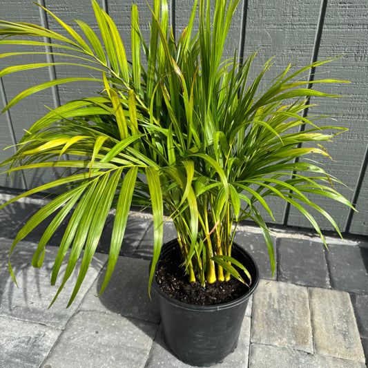 Areca Palm