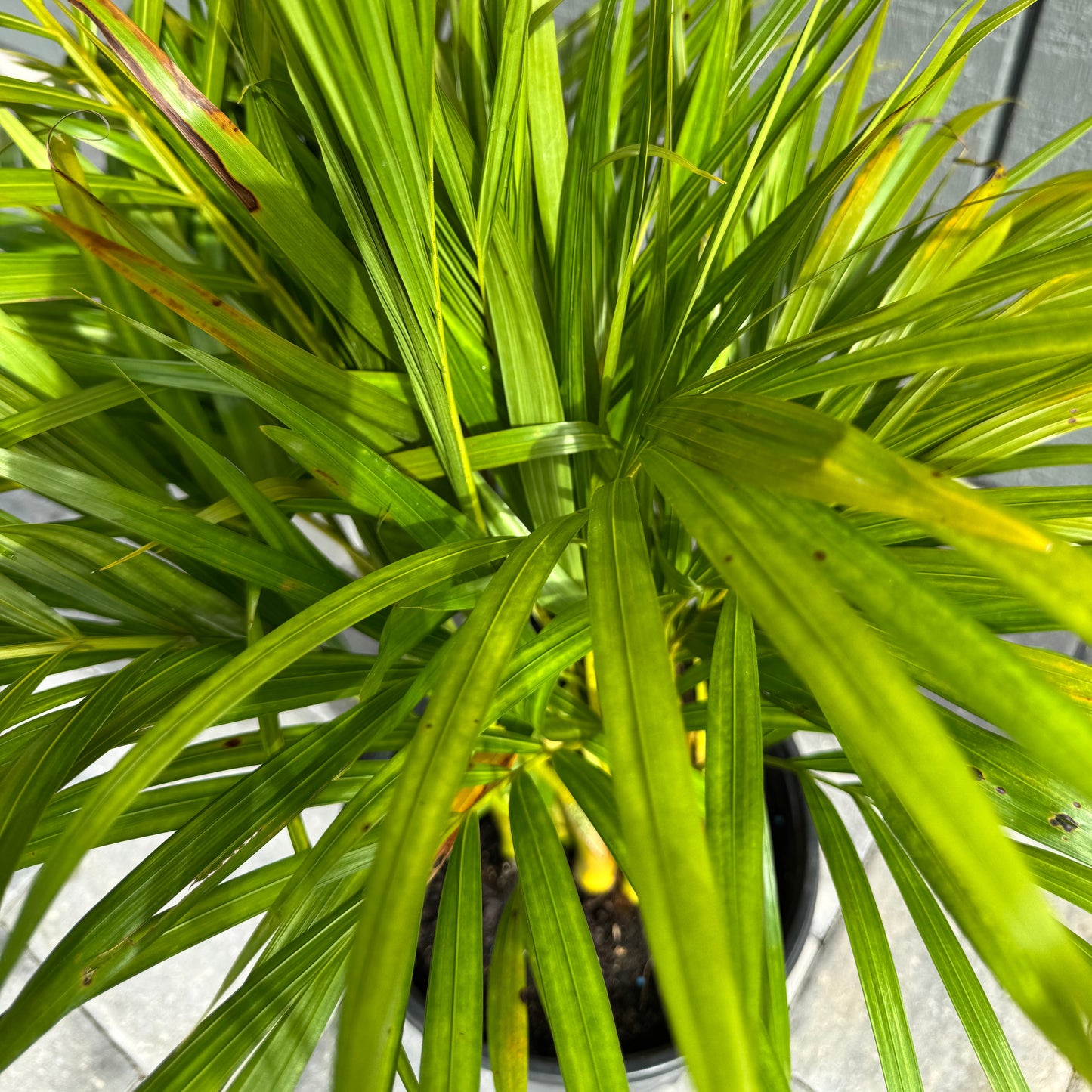 Areca Palm