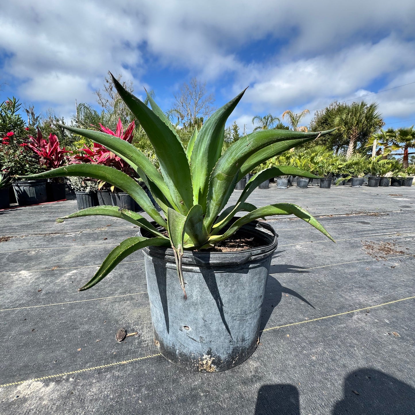 Smooth Agave