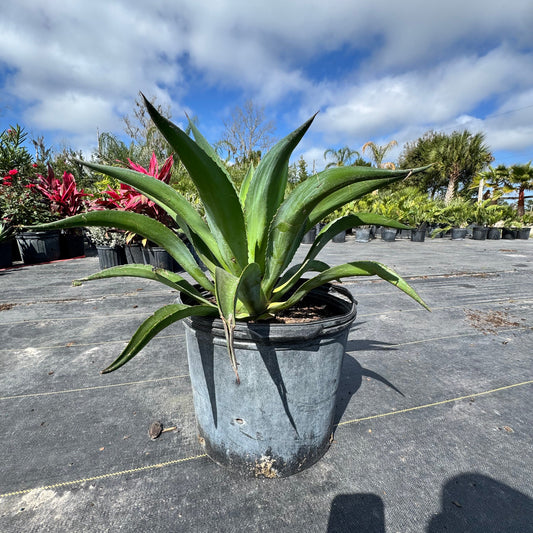 Smooth Agave