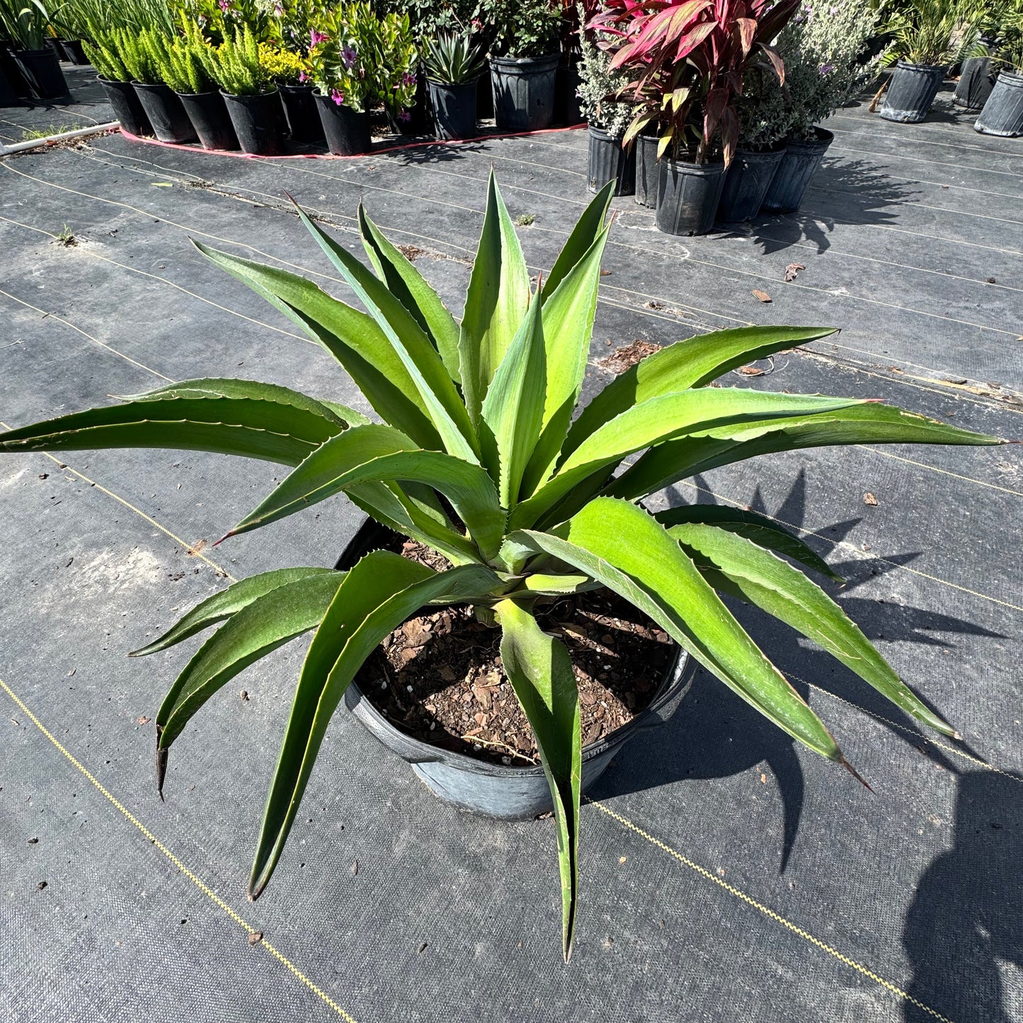 Smooth Agave